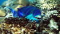 Daylight photo under 5m..Steepheaded Parrotfish (Scarus gibbus)Red Sea, Ras Nasrani Bay...