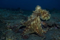 Octopus - Reunion Island