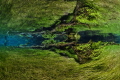 Freshwater Forest - A fallen tree joins the underwater meadows of Sagittaria. In this peaceful underwater haven, reflections in the sky completely erase the above water world.