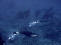 manting manta train @ secret spot.

RAUL your fish is a juvenile rock mover wrasse, aka 