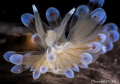 Sea Slug
Janolus Cristatus
F18, 1/160 Iso:100
Olympus OMD EM1 + 60mm Macro + Aquako IV Diopter Nauticam NA-EM1 Housing, 2x YS D1 Strobes