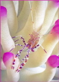 Spotted Cleaner Shrimp in a pink tipped anemone.  I visited this little critter on three different dives and he was always extremely cooperative and curious.  Shot with a Nikonos V, 28mm lens, Aquatica tubes and 105 Speedlight.