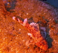 Scorpion Fish in Arguineguin Reef, Gran Canaria