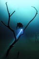 Diver explores Angelita Cenote.