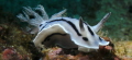 White Nudi posing for me.