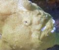 This close up of a rather large Frogfish was taken underneath the Seaventures platform off of Mabul Island.