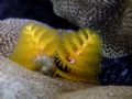 Christmas tree worm, Kailua Kona, Hawaii