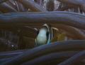 Clown fish in anemone