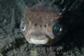 Puffer fish taken at 15m at KBR Lembeh Strait using D70 single YS90 strobe