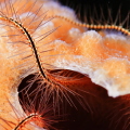 A beautiful brittle star moving gently along the edge of a translucent sponge at night