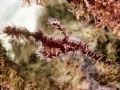 This Ornate Ghost Pipefish was literally at the base of one of the mooring points under the Seaventure platform at Mabul Island. For those you who haven't been to Mabul, it is incredible!!!