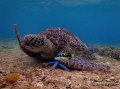 Apo Island Marine Sanctuary, one of the first community-organized marine sanctuaries in the world, that sparked the creation of 700+ other marine sanctuaries around the Philippines.