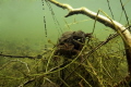 Mating toads, in fresh water in Belgium