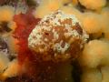 A subantarctic lamellarian gastropod feeding on an ascidian in the Strait of Magellan