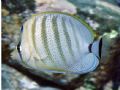 Multiband butterfly fish, Honaunau, Hawaii