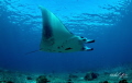 fly like a bird, giant manta at komodo national park indonesia, 5D mk3 aquatica housing