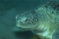 This was a very friendly turtle we met last November in Marsa Alam. We were only about 5-8 meters down so this is natural lighting.