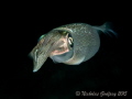 Reef Squid (Sepioteuthis sepioidea) at Blue Heron Bridge