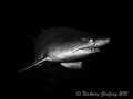 Sand Tiger Shark, Morehead City, North Carolina.