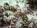 Seastar in the bunaken park.