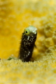 Secretary blenny, Canon 7D, Nauticam housing, 100MM, Sea & Sea strobe