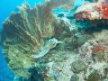 In March 2012 I made this image of a sea turtle using a fan coral as a window, off Sipadan, Sabah, Malaysia. Canon G11 in a Patima housing.