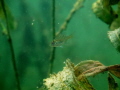 Baby fish was hiding out but came out to play for a bit with me in Michigan