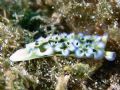 Lettuce Sea Slug - Shot with a Sea&Sea 5000g with 2 YS-25a strobes.