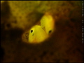 YELLOW GOBY~