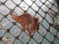 Frogfish sitting on a barricade net at 3m. Taken at ND Divers, Bum Bum Island, Semporna,Sabah, Malaysia.