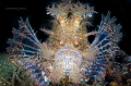 Rhinopias fondosa - Weedy scorpionfish
