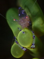 Anemone Shrimp