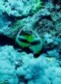 Love Is.
Taken on Yolander Reef in Ras Mohammad National Park with my Olympus Mju 400 on auto.