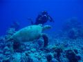 Taken April 2006 at Ras Mohammed on an Olympus mju 700 this beauty glided between me and the videographer before setting off into the blue