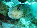 This was taken on a gentle drift dive on Ras Nasrani near Sharm, the porcupine puffer was hiding under a coral hoping to avoid attention, the 'snap' was taken on the wing by holding the camera under the coral as I drifted by. Original on 7m pixels.