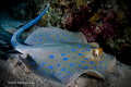 Blue spotted stingray Sharm ElShaikh