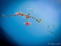 Baby Ghost Pipefish