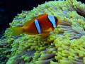 Took this phot in the Red Sea last week, taken at Daedalus reef just off the coast of Marsa Alam,