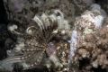 I took this picture of a Christmas Tree Worm on a night dive in Marsa Alam. Not the most dynamic of photos but so VERY different