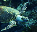 Friendly turtle at elphinstone reef