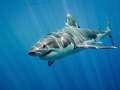 Great White Shark at Guadalupe Island