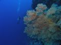 Giant Gorgonian Fans on Tubbataha Reef make divers look very insignificant.