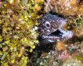 Spotted Eel off of Cayman Brac.