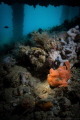 Honestly, I had no idea when I took this shot that there was a second frogfish. Happens to me all the time and it is one of the reasons I love shooting underwater.