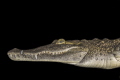 American crocodile swimming in a cenote on the edge of the Sian Ka'an Biosphere. Shot around midnight during nesting season. Had to blaze a path through jungle to access this small, wild cenote. Hardest entry/exit of any dives I've ever done.