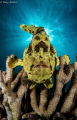 Frogfish Profile