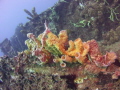 Growth on a wreck in Dominica, natural light.