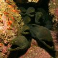 The Morays of Malpelo Island, Colombia