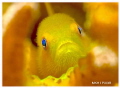 I Hope You Like My Eyes - Yellow Hairy Goby. This beautiful creature was playing hide and seek, and this is the best shot I got.