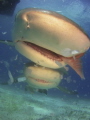 Caribbean Reef shark with a fish, lemon shark hot on his heels!